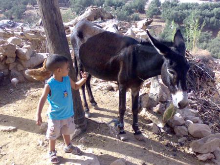 walid